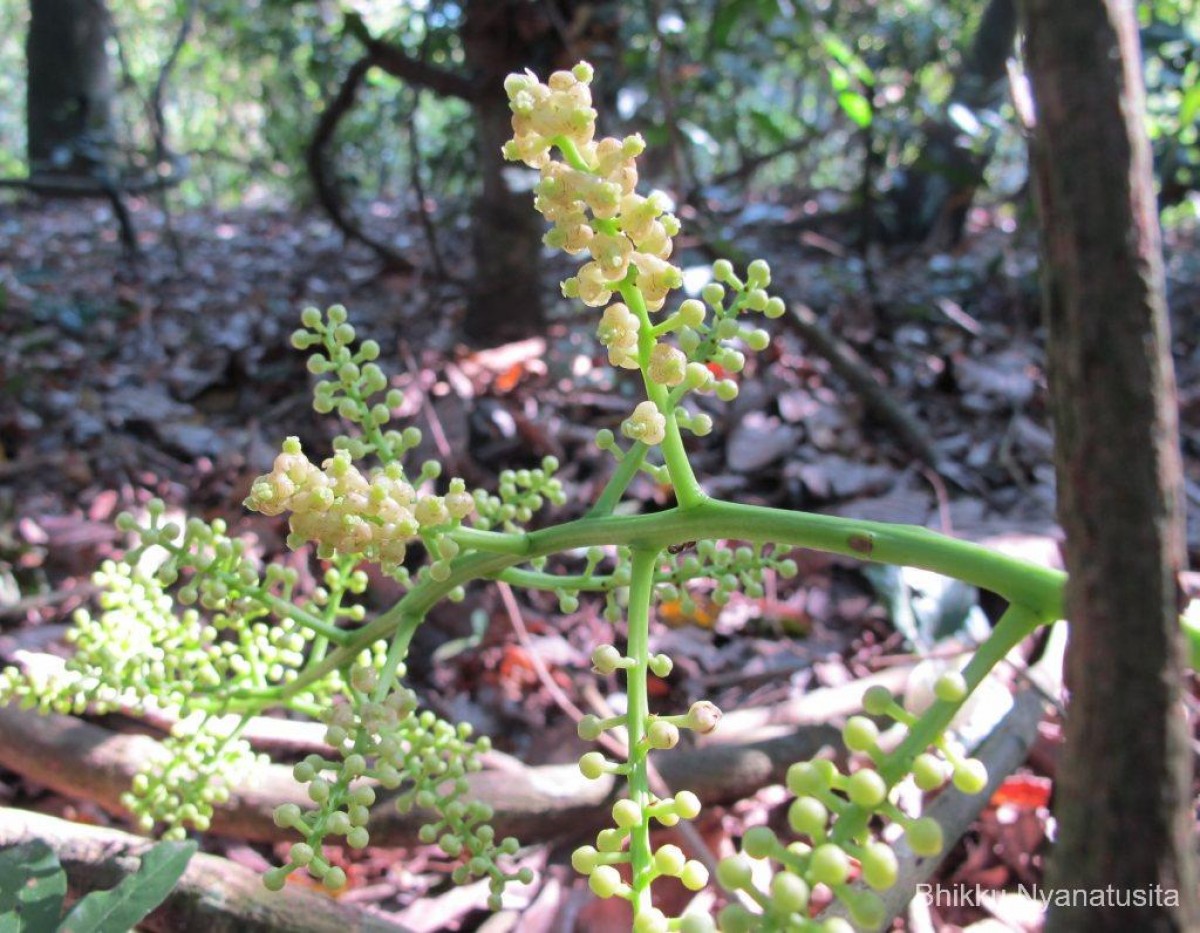 Anamirta cocculus (L.) Wight & Arn.